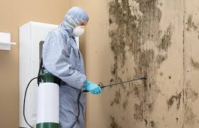 Trusted Wilmerding, PA Mold Inspection Experts